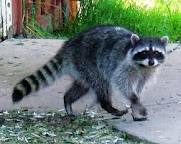 Image of a raccoon walking